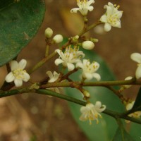 Glycosmis mauritiana (Lam.) Tanaka